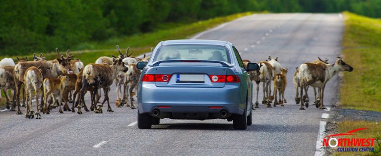 Car Collisions Involving Animals in Florida - What to Know